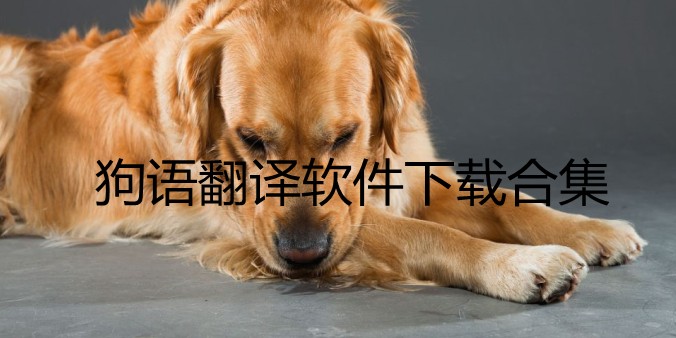 狗语翻译软件下载合集