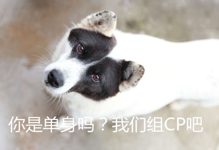 cpdd是什么意思-cpdd是什么梗为什么这么火