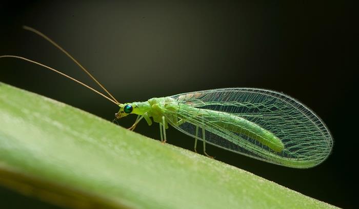 昆虫世界生存游戏合集