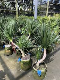 索科龙血树的特征是什么