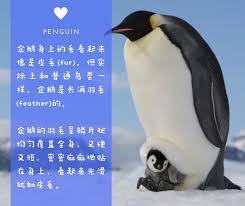 企鹅看起来很光滑