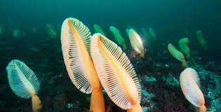 海笔发出的光来自哪里