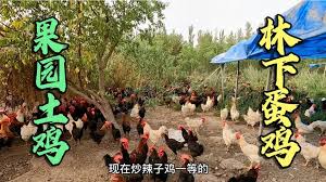 金垦小镇如何养鸡