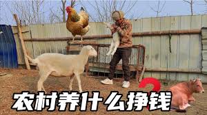 金垦小镇如何养鸡